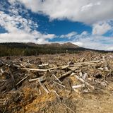 Die mehrere hundert Jahre alten Eukalyptus-Giganten werden in Sekunden gefällt und zu Holzschnitzeln zerhäkselt, die Flächen gerodet. Die Holzfirmen gehen dabei nicht zimperlich vor. Späne, Blattwerk und Äste, die nicht gebraucht werden, bleiben auf dem Boden liegen, bis sie getrocknet sind. Dann kommen Brandbeschleuniger zum Einsatz: Mit kontrollierten Bränden werden die Flächen gesäubert.
