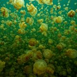 Tausende von ihnen schweben wie kleine Ufos durchs Wasser. Sie plustern sich auf und ziehen sich wieder zusammen, in kurzen, hektischen Rhythmen. Ihre Arme sind kleine Stummel, wie ein Propeller sieht ihr Unterkörper aus. Gleichmäßig drehen sie sich gegen den Uhrzeigersinn, tanken so Licht, das sie in Energie verwandeln. Die Quallen haben dem Ongeim'l Tketau seinen Spitznamen gegeben: "Jellyfish Lake" nennen ihn Einheimische und Touristen, "Quallensee".  Der Ongeim'l Tketau liegt auf der Insel Eil Malk, die zum Inselstaat Palau im pazifischen Ozean zählt. Für das Greenpeace-Fotoprojekt "Naturwunder Erde" hat der Fotograf Markus Mauthe die Schönheit der Unterwasserwelt vor dem Inselarchipel Palau und vor den Philippinen festgehalten.  "Der Blick ist atemberaubend", berichtet Mauthe über seinen Tauchgang im "Quallensee". "Besonders der Anblick gegen das Licht ist gewaltig. Als würde man ins Weltall schauen und an endlos vielen Planeten vorbei gleiten."  Der "Quallensee" ist ein Salzwassersee, die Medusen leben hier abgeschottet von Fressfeinden. So isoliert haben sie über Jahrmillionen die Fähigkeit verloren, sich gegen Angreifer mit Gift zur Wehr zu setzen, da sie diese schlicht nicht benötigten. Wer sie berührt, muss nicht mit brennenden Schmerzen rechnen, ein Vorteil, den die Taucher durchaus zu schätzen wissen.  Unverwundbar sind die Quallen allerdings nicht. 1998 verschwanden sie fast komplett aus dem See, der sich stark erwärmt hatte. Erst ein Jahr später nahm die Population wieder zu.