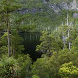 Die Wälder Tasmaniens sind riesige Kohlenstoffspeicher: Sie binden mehr des schädlichen Klimagases als andere Wälder der Welt. Zudem zersetzen sich Blätter und abgestorbene Äste am Boden weniger schnell, da es kühler ist als in den schwülen Tropen. Daher bindet auch der Boden reichlich Kohlenstoff.