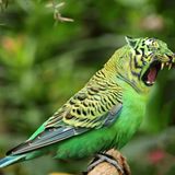 Gut gebrüllt, Tigersittich. Oder doch Wellentiger?