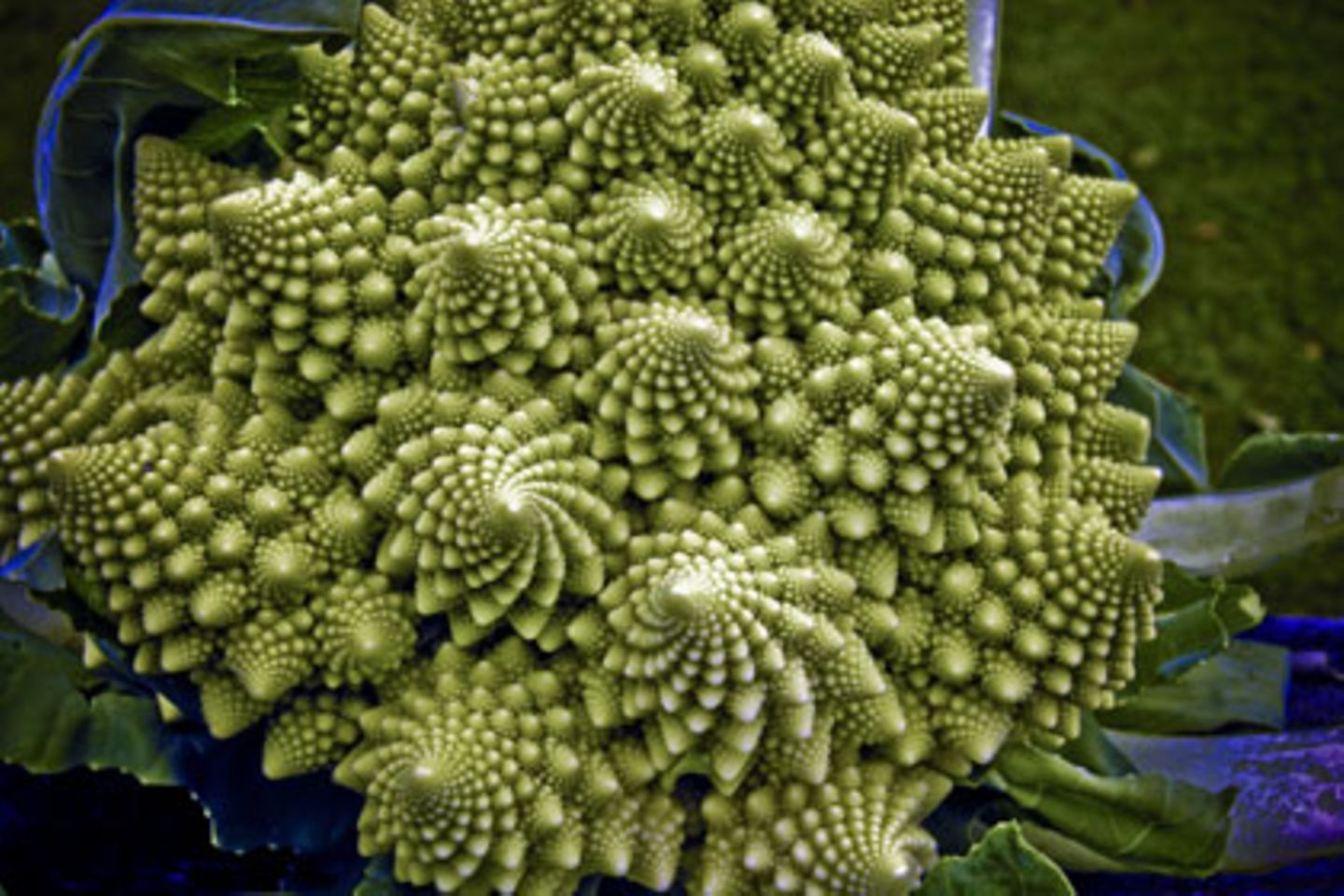 Ein typisches Beispiel für natürliche fraktale Strukturen ist der Romanesco, eine Blumenkohlvariante