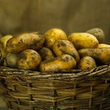 Kartoffeln haben durch eine Rekordernte einen regelrechten Preisverfall erlebt: 27 Prozent weniger müssen Kunden in diesem Jahr bezahlen. Übrigens stiegen die Preise für verarbeitete Kartoffelprodukte nur um 4,4 Prozent im Vergleich zum Vorjahr.