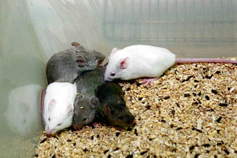 Unter anderem an Mäusen wird die Giftigkeit von Chemikalien untersucht