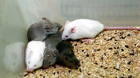 Unter anderem an Mäusen wird die Giftigkeit von Chemikalien untersucht