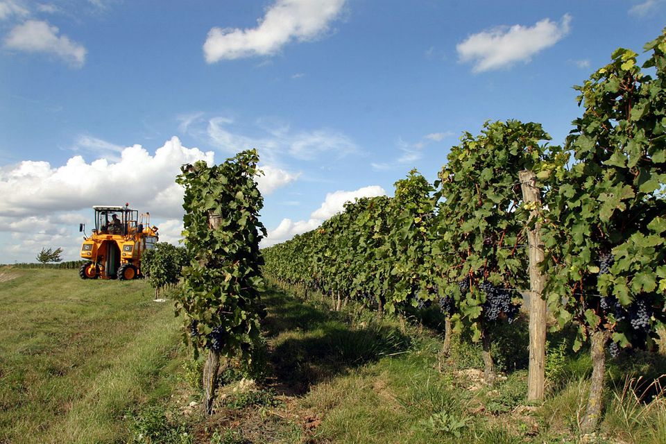Wein-Wissen für Anfänger: Bei europäischen Weinen gibt es viele Gemeinsamkeiten hinsichtlich des Etiketts. Sie unterliegen dem EU-Recht. Bei europäischen Weinen gibt es viele Gemeinsamkeiten hinsichtlich des Etiketts. Sie unterliegen dem EU-Recht.