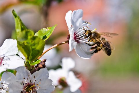 Im Sexualkunde-Unterricht geht es nicht nur um Blumen und Bienchen - für sechs Schüler aus Borken war das anscheinend zu viel