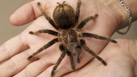 Manche Spinnenphobiker können das gefürchtete Tier schon nach einer Therapiesitzung anfassen.