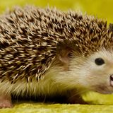 Vorsicht, stachlige Ente: Beim Fütten dieser Mischung aus Ente und Igel muss man aufpassen, dass die Brotstückchen nicht auf dem Rücken stecken bleiben.