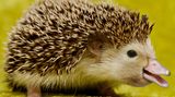 Vorsicht, stachlige Ente: Beim Fütten dieser Mischung aus Ente und Igel muss man aufpassen, dass die Brotstückchen nicht auf dem Rücken stecken bleiben.