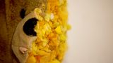 Menschenkind konnte eine deutliche Veränderung der Füllmasse feststellen. Alte Kuscheltiere trugen Holzspäne im Körper, dann fand er Schaumstoffreste, gefolgt von Styropor und bei seinen jüngsten Opfern Zauberwatte.