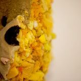 Menschenkind konnte eine deutliche Veränderung der Füllmasse feststellen. Alte Kuscheltiere trugen Holzspäne im Körper, dann fand er Schaumstoffreste, gefolgt von Styropor und bei seinen jüngsten Opfern Zauberwatte.