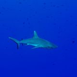 Fotografenglück unter Wasser: Ruhig und gleichmäßig bewegt sich dieser Bullenhai durchs Wasser. "Das Tier ist drei bis vier Meter groß und wunderschön anzuschauen", berichtet Mauthe. Doch so unvermittelt der Hai aufgetaucht ist, so schnell verschwindet er auch wieder.