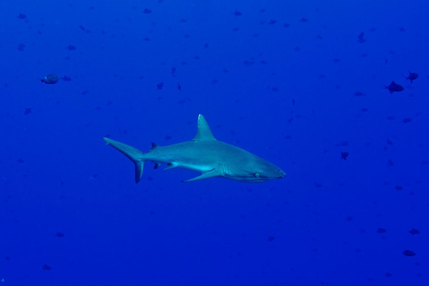 "Naturwunder Erde": Palau: Fotografenglück unter Wasser: Ruhig und gleichmäßig bewegt sich dieser Bullenhai durchs Wasser. "Das Tier ist drei bis vier Meter groß und wunderschön anzuschauen", berichtet Mauthe. Doch so unvermittelt der Hai aufgetaucht ist, so schnell verschwindet er auch wieder. Fotografenglück unter Wasser: Ruhig und gleichmäßig bewegt sich dieser Bullenhai durchs Wasser. "Das Tier ist drei bis vier Meter groß und wunderschön anzuschauen", berichtet Mauthe. Doch so unvermittelt der Hai aufgetaucht ist, so schnell verschwindet er auch wieder.