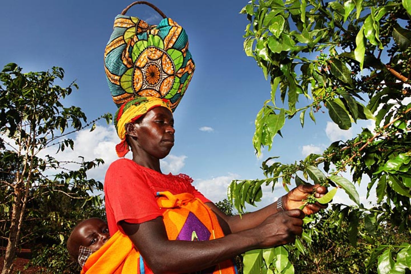 Burundi  Ein Großteil der Kaffee-Ernte aus Burundi geht unter anderem nach Deutschland. Die Kaffeebohnen wachsen in dem für afrikanische Verhältnisse winzigen Staat in einer Höhe von 1200 Metern. Sie zeichnen sich durch ein vollmundiges Aroma mit großer Milde aus. In Deutschland wird Burundikaffee meist Mischungen für Alltagskaffees hinzugegeben