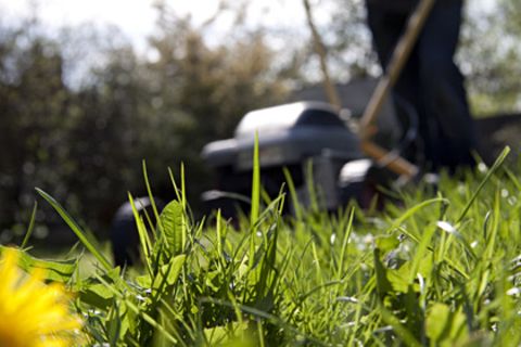 Dichtes Gras, saftig grün und duftend frisch – will sich der Gärtner im Sommer an seinem Rasen freuen, muss er einiges dafür tun