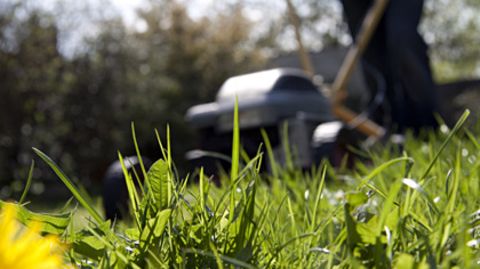 Dichtes Gras, saftig grün und duftend frisch – will sich der Gärtner im Sommer an seinem Rasen freuen, muss er einiges dafür tun