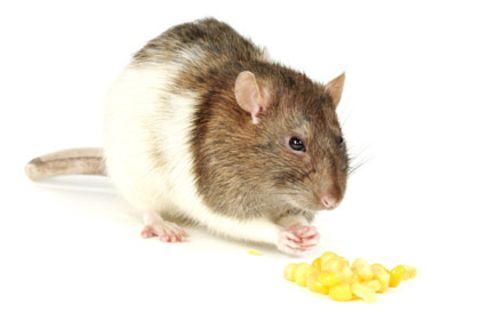 In einer Studie hatten Ratten, die mit Genmais gefüttert wurden, eine deutlich geringere Lebenserwartung als Ratten, die herkömmliches Futter erhielten