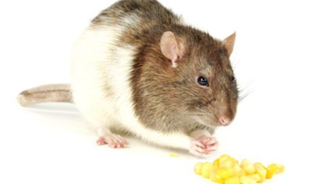 In einer Studie hatten Ratten, die mit Genmais gefüttert wurden, eine deutlich geringere Lebenserwartung als Ratten, die herkömmliches Futter erhielten