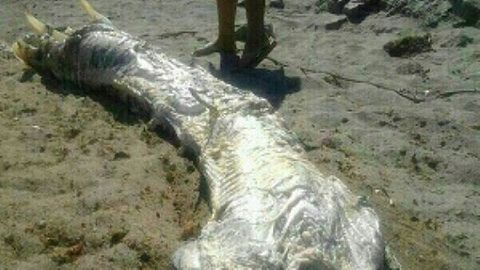 Mysteriöser Fund in Spanien: Vier Meter lang und riesige Hörner: Spanierin findet Kadaver einer gehörnten Seeschlange