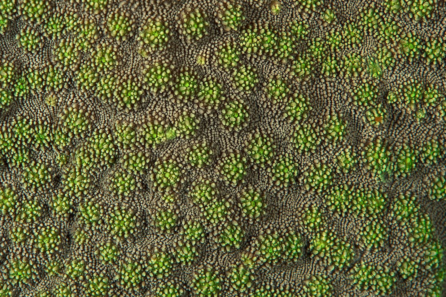 "Naturwunder Erde": Palau: Doch die Korallen werden selbst schutzlos, in den vergangenen Jahren wurden vermehrt Korallenbleichen beobachtet. Dabei sterben die Algen ab, die in Symbiose auf der Oberfläche der Tiere leben und diese mit Nährstoffen versorgen. Erwärmt sich das Wasser, gerät das fein aufeinander abgestimmte System aus dem Gleichgewicht, die Korallen stoßen die Algen ab. Zurück bleibt ihr weißes Kalkskelett. Doch die Korallen werden selbst schutzlos, in den vergangenen Jahren wurden vermehrt Korallenbleichen beobachtet. Dabei sterben die Algen ab, die in Symbiose auf der Oberfläche der Tiere leben und diese mit Nährstoffen versorgen. Erwärmt sich das Wasser, gerät das fein aufeinander abgestimmte System aus dem Gleichgewicht, die Korallen stoßen die Algen ab. Zurück bleibt ihr weißes Kalkskelett.
