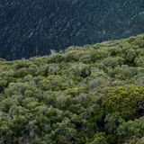 Zwar steht ein nicht geringer Teil der Insel unter Schutz, immerhin ein Fünftel ist Unesco-Welterbe-Schutzgebiet, dazu kommen als Nationalparks ausgewiesene Gebiete. Doch die wirtschaftlich interessanten Wälder blieben mehrheitlich außen vor, kritisiert die Umweltschutzorganisation "Robin Wood".