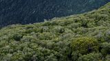 Zwar steht ein nicht geringer Teil der Insel unter Schutz, immerhin ein Fünftel ist Unesco-Welterbe-Schutzgebiet, dazu kommen als Nationalparks ausgewiesene Gebiete. Doch die wirtschaftlich interessanten Wälder blieben mehrheitlich außen vor, kritisiert die Umweltschutzorganisation "Robin Wood".