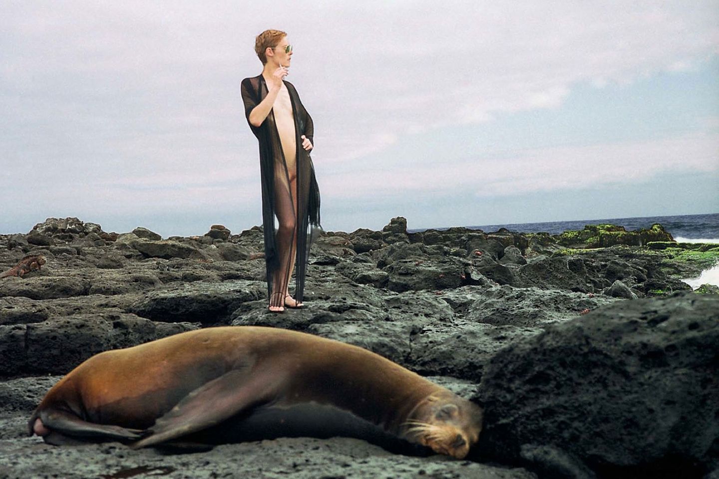 Dear Miss Darwin (Galapagos 2006)