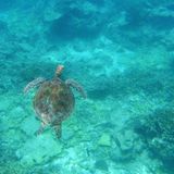 Schwerelos im Weltnaturerbe schnorcheln: Die Unterwasserwelt um Lady Elliot Island ist nicht nur für die Green Sea Turtle bekannt, sondern auch für riesige Mantarochen. Bis zu 350 Exemplare tummeln sich in den Wintermonaten am Nordende des Riffs. In dieser Zeit sind auch Buckelwale zu beobachten.