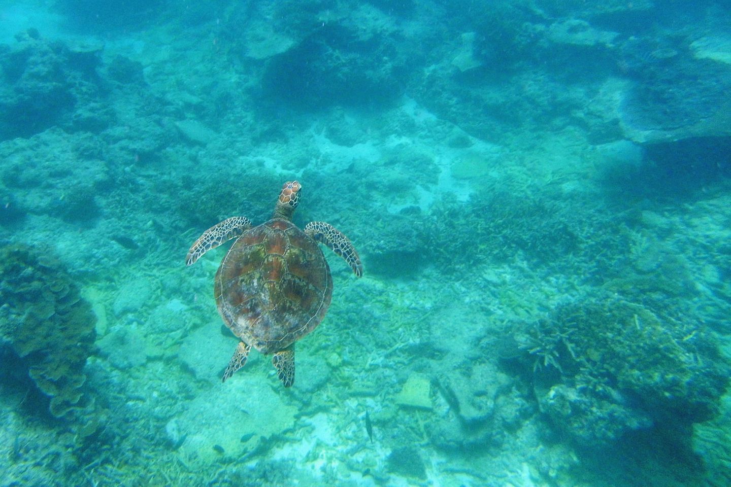Lady Elliot Island: Schwerelos im Weltnaturerbe schnorcheln: Die Unterwasserwelt um Lady Elliot Island ist nicht nur für die Green Sea Turtle bekannt, sondern auch für riesige Mantarochen. Bis zu 350 Exemplare tummeln sich in den Wintermonaten am Nordende des Riffs. In dieser Zeit sind auch Buckelwale zu beobachten. Schwerelos im Weltnaturerbe schnorcheln: Die Unterwasserwelt um Lady Elliot Island ist nicht nur für die Green Sea Turtle bekannt, sondern auch für riesige Mantarochen. Bis zu 350 Exemplare tummeln sich in den Wintermonaten am Nordende des Riffs. In dieser Zeit sind auch Buckelwale zu beobachten.