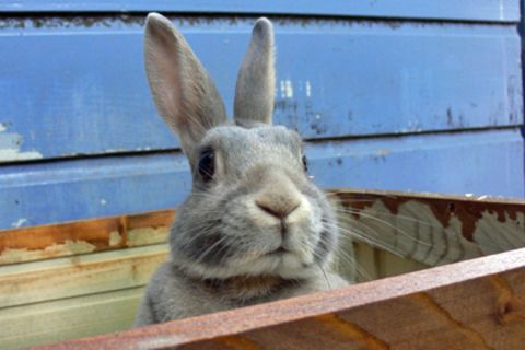 Galten dem Kaninchen des Angeklagten dessen wüste Beschimpfungen oder muss das Haustier nur als Alibi herhalten?