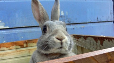 Galten dem Kaninchen des Angeklagten dessen wüste Beschimpfungen oder muss das Haustier nur als Alibi herhalten?