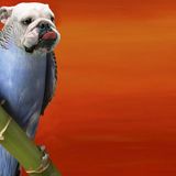 Ob sich dieser grimmig schauende Geselle auch nur mit Körnern und Wasser zufrieden gibt?