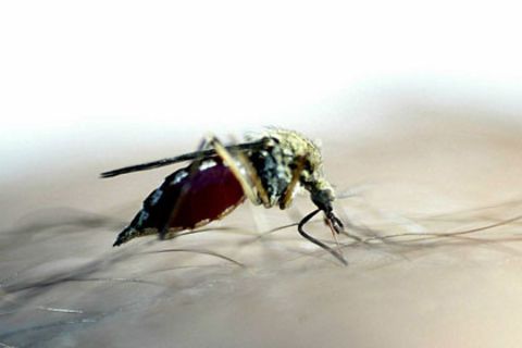 Ein Moskito saugt Blut