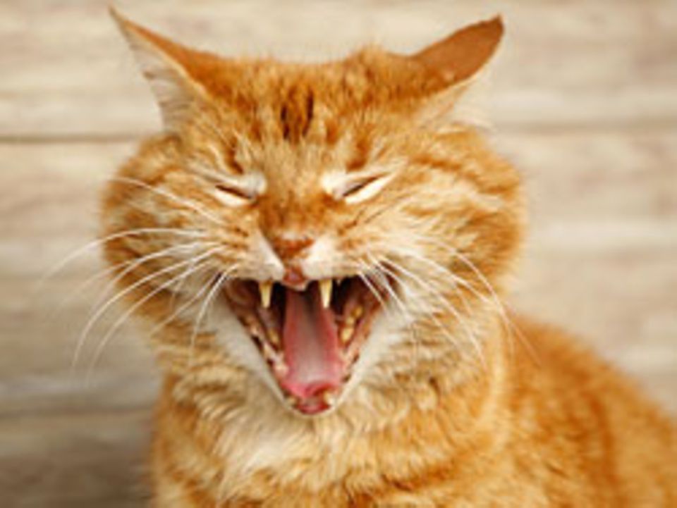 Psychologie: Katzen protestieren meist durch Unsauberkeit oder Markierverhalten im Haus Katzen protestieren meist durch Unsauberkeit oder Markierverhalten im Haus