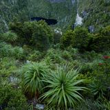 Doch das Klima in Tasmanien ist das ganze Jahr über mild und feucht. Waldbrände sind hier deutlich seltener als etwa in Australien. Der gemäßigte Regenwald, ein einzigartiges und artenreiches Ökosystem, hat daher eine Chance, über Jahrhunderte hinweg zu entstehen.