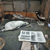 Robert Scotts Arbeitstisch, das Bett mit Schlafsack im Hintergrund. "Nein, absolut kein Museum, nichts ist präpariert", erinnert sich Behrend. "Die Nähe raubt mir den Atem! Jedes kleinste Teil ist mit so viel Mühe, Entbehrung und Aufopferung hierhergebracht worden, die sich von uns nur erahnen lässt. Ich muss raus hier, bevor die durch die Geschichte fliegenden Gedanken zum Kurzschluss führen. Doch draußen sitzt schon eine Frau auf einem Stein, weinend, berührt, losgerissen. Später gelingt es mir, noch ein zweites Mal diesen Raum, diese Welt zu betreten."