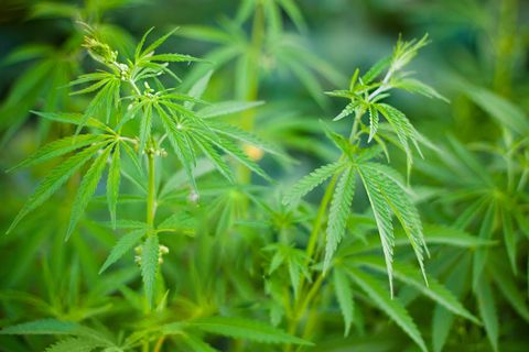 Der Anbau von Cannabis ist recht simpel - aber noch immer verboten.