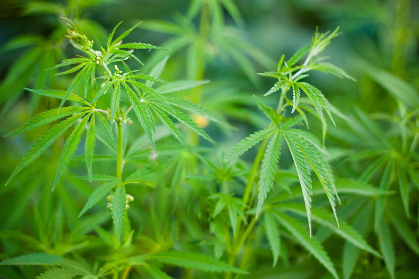 Der Anbau von Cannabis ist recht simpel - aber noch immer verboten.
