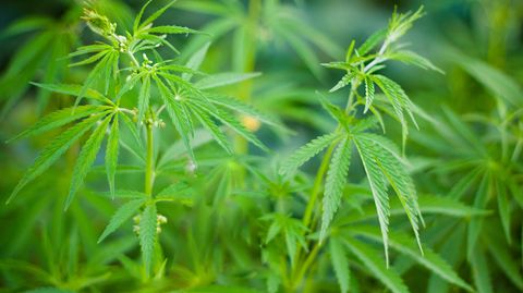 Der Anbau von Cannabis ist recht simpel - aber noch immer verboten.