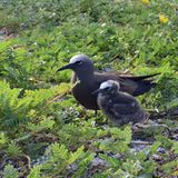 Von wegen Ruhe: Auf der einsamen Insel herrscht Krach. Denn Zehntausende von kreischenden Seevögeln sind hier zu Hause, nisten auf fast jedem Ast, kämpfen um ihre Brutplätze und verteidigen lautstark ihren Nachwuchs. Im Bild eine White-Capped Noddy mit ihrem Jungen, die zur Familie der Seeschwalben gehören.