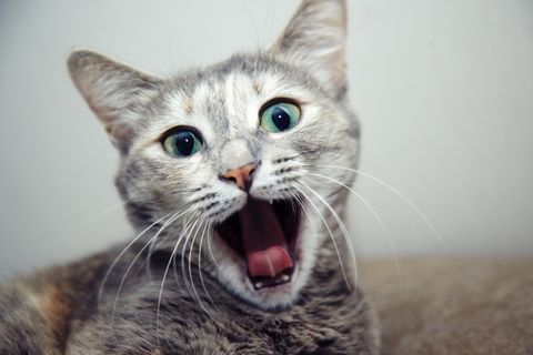 Zum Schreien komisch oder einfach niedlich? Katzenvideos begeistern das Netz.
