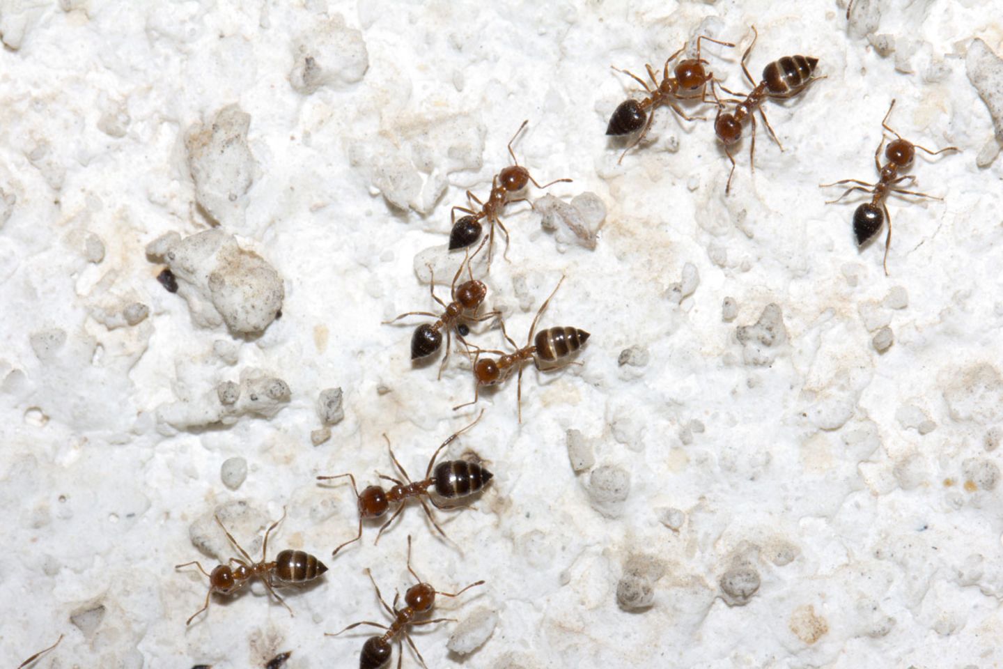 Von Tieren lernen: Wie uns Ameisen den Weg zum perfekten Geschenk weisen
