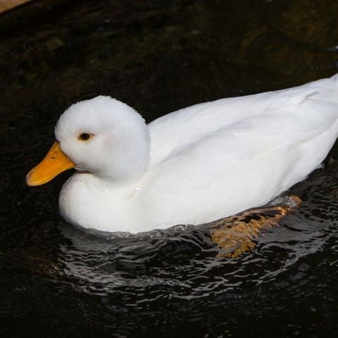 Wer würde einer Ente mit einem so unschuldig weißen Federkleid schon böse Absichten unterstellen?