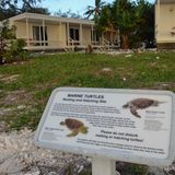 Doch es gibt auch Zelte und einfache Bungalows für Besucher, die einige Tage in der Abgeschiedenheit ohne jeglichen Handyempfang verbringen möchten. Die Insel gehört zum Great Barrier Reef Marine Park und ist in den australischen Sommermonaten ein wichtiger Eiablageplatz für die Unechte Karettschildkröte und die grüne Meeressschildkröte, die im Deutschen auch Suppenschildkröte genannt wird. Die Gelege mit jeweils 100 bis 200 Eiern werden markiert: "Don't step here."