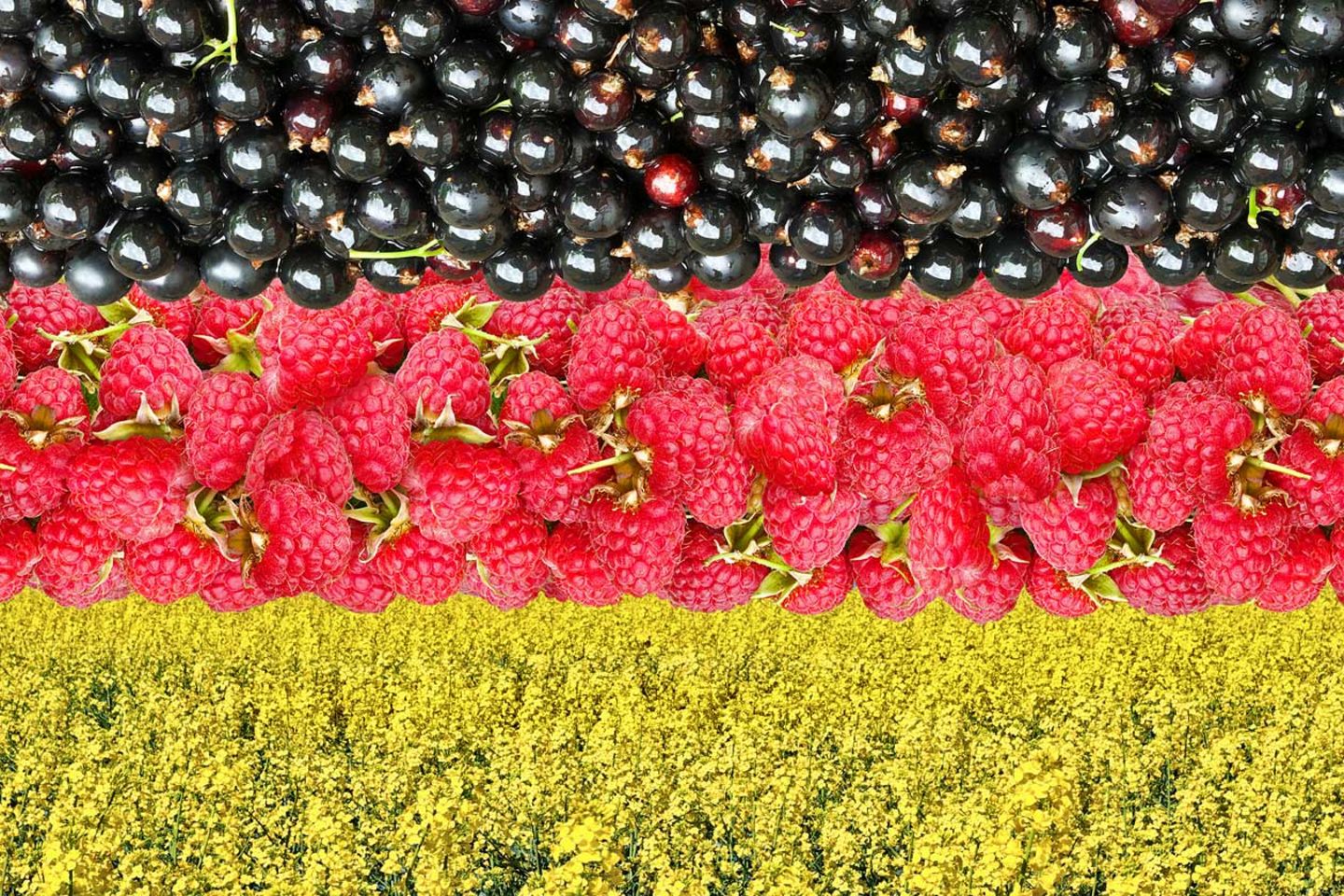Schwarz-Rot-Gold hier mit schwarzen Johannisbeeren, Himbeeren und einem Rapsfeld.