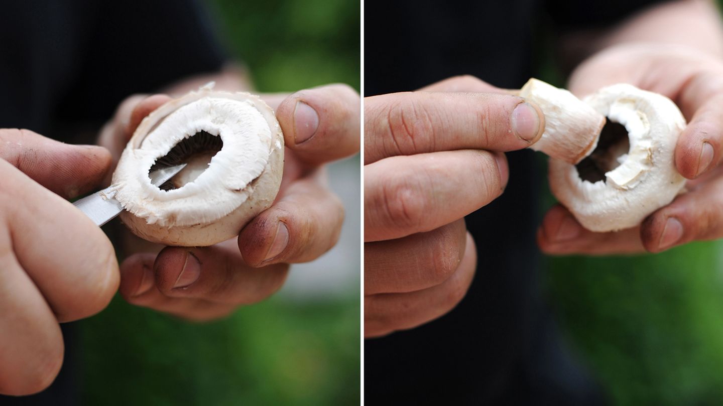 Als erstes müssen die Pilze vorbereitet werden. Zunächst den Stiel vorsichtig aus dem Pilz brechen. Mit einem kleinen Gemüsemesser dann die obere Hälfte der Lamellen abschneiden.