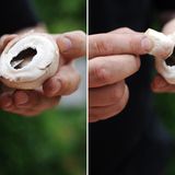 Als erstes müssen die Pilze vorbereitet werden. Zunächst den Stiel vorsichtig aus dem Pilz brechen. Mit einem kleinen Gemüsemesser dann die obere Hälfte der Lamellen abschneiden.