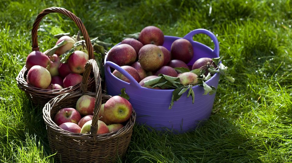 Innerhalb eines Jahres sind Äpfel um 17 Prozent günstiger geworden, so die Berechnungen des Statistischen Bundesamtes in Wiesbaden. Auch die Preise für Zwiebeln und Knoblauch sanken in diesem Zeitraum um 17 Prozent.