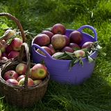 Innerhalb eines Jahres sind Äpfel um 17 Prozent günstiger geworden, so die Berechnungen des Statistischen Bundesamtes in Wiesbaden. Auch die Preise für Zwiebeln und Knoblauch sanken in diesem Zeitraum um 17 Prozent.