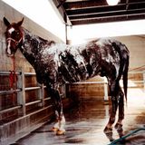 Wichsvorlage (The Gay Rodeo Finals Tulsa/Oklahoma 2004)